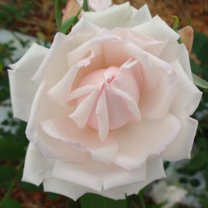 バラ苗 バラ大苗 大輪 ホワイトラフランス 四季咲き 薔薇 ばら