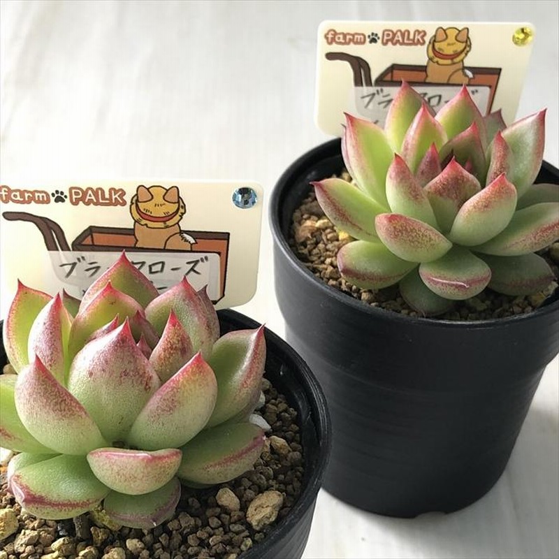 多肉植物 ブラックローズ 6個 多肉植物 ブラックローズ 6個