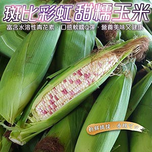 WANG蔬果 【果農直配】斑比彩虹甜糯玉米(8支入/約5斤)