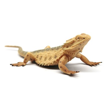 🌈仿真爬行動物模型玩具實心PVC塑膠蜥蜴兒童玩具益智科教玩具