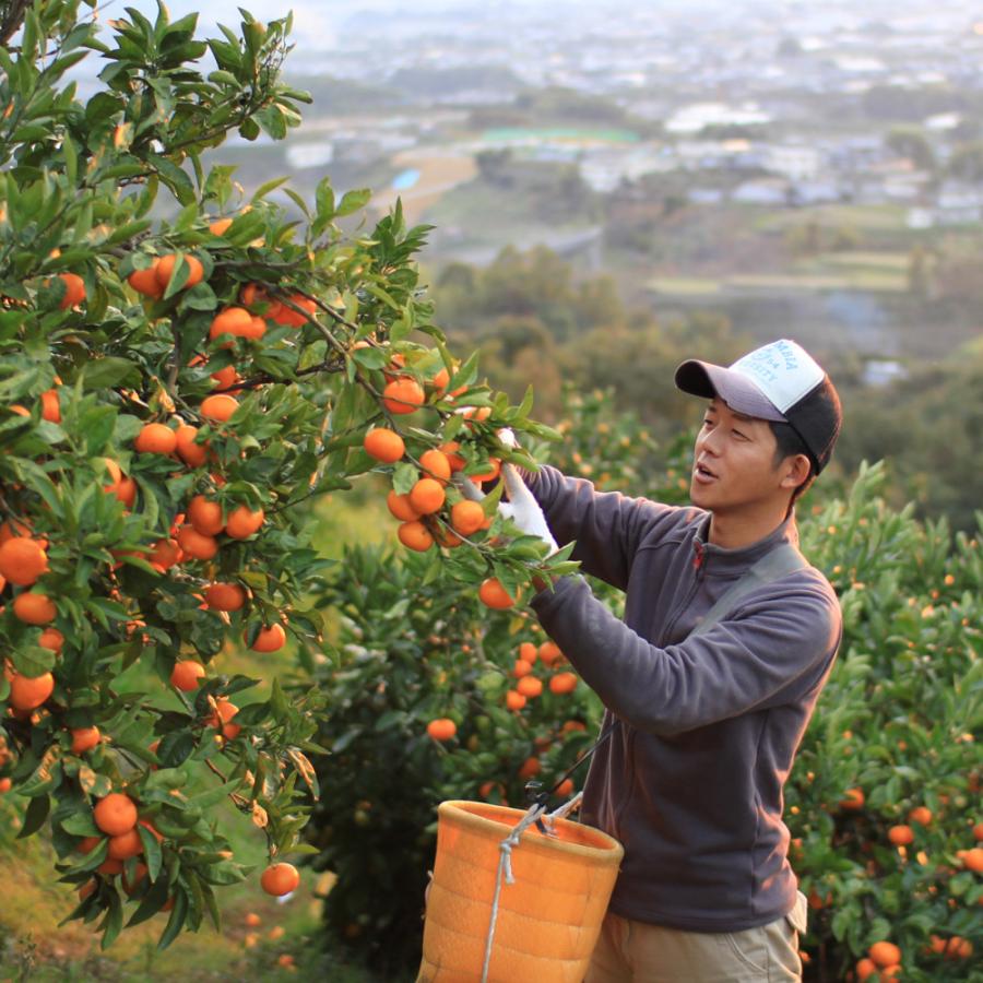 観音山みかん 紀州のべっぴんさん ご家庭用 1kg 和歌山県産温州みかん 観音山フルーツガーデン 送料無料