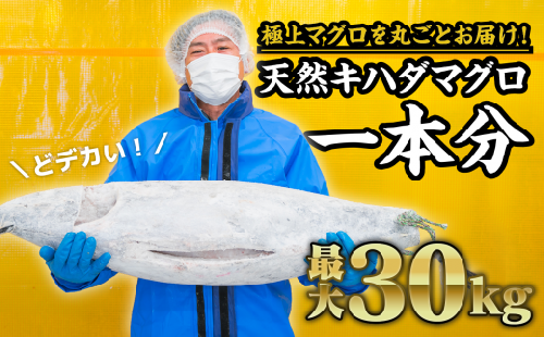 マグロを丸ごと！尾鷲もちもちキハダマグロ（最大30kgサイズ）１匹分セット　CH-73