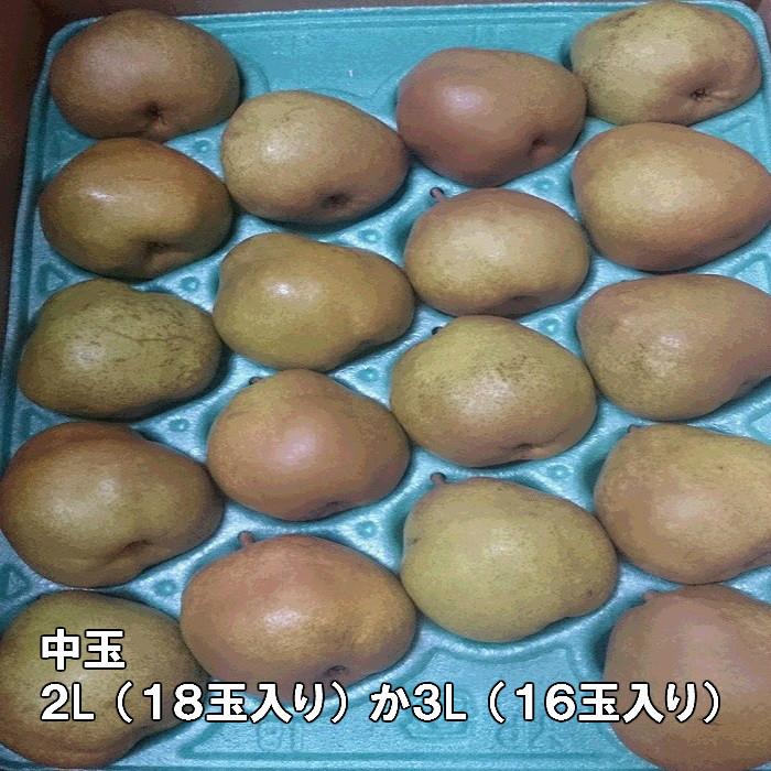 ラ・フランス 山形県産 贈答用 御歳暮 ５kg 中玉 2L〜3L 16玉〜18玉入り ラフランス らふらんす 洋梨 洋なし フルーツ 果物 山形 贈答品 ギフト 贈り物 予約商品