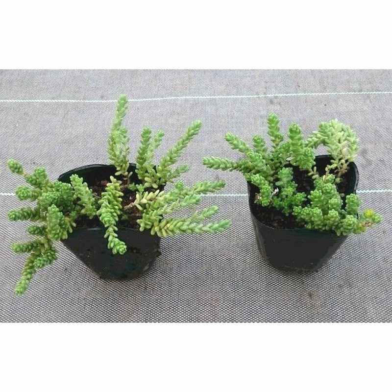 タイトゴメ40potセット 苗 多肉植物 セダム 常緑 グランドカバー 送料無料 通販 Lineポイント最大0 5 Get Lineショッピング