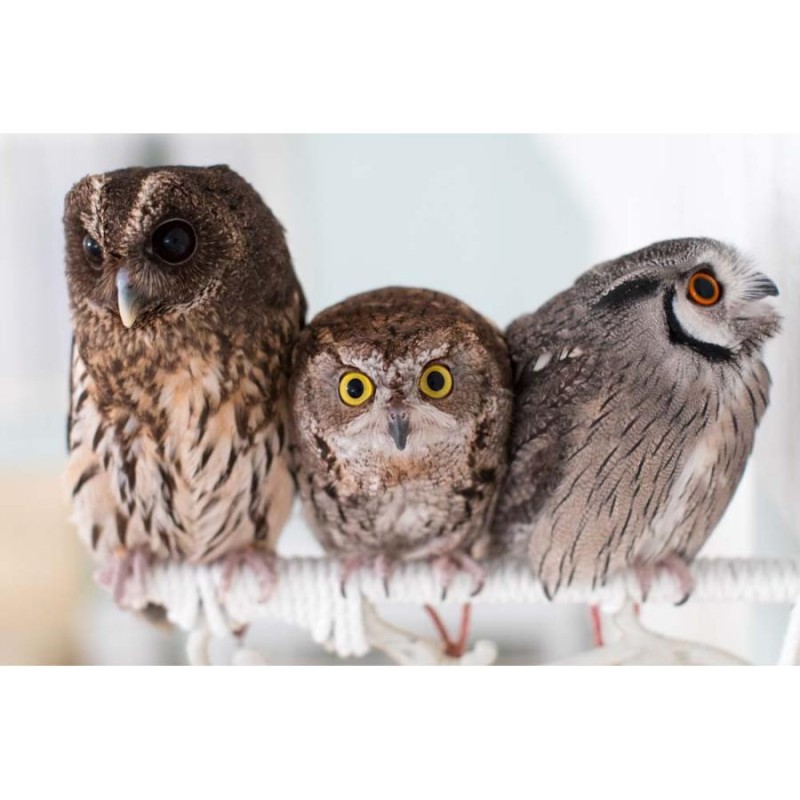 フクロウコレクション全54羽 フクロウコレクション全54羽