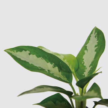 │ 方盆系列 │ 巴黎美人 - 空氣淨化 水耕盆栽 陶瓷盆器