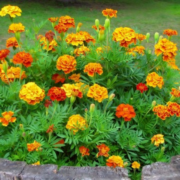 【天然驅蟲劑】孔雀草種子 萬壽菊｜花期長 好照顧｜金黃色花海 陽台首選｜驅趕蚊蟲 友善環境｜新手必備 療癒植栽花卉