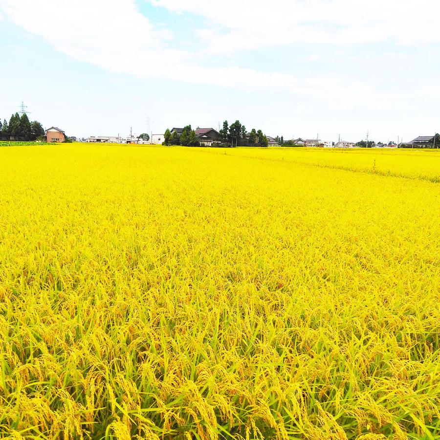 新米　玄米　令和5年産 富山県産 ミルキークイーン 1等30kg