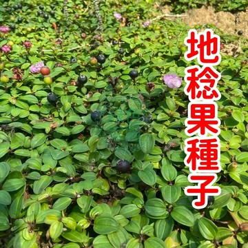 🌿【地稔果種子】野生採集，果實酸甜爆汁！富含花青素與維生素，陽台盆栽超簡單，四季可賞葉觀果！