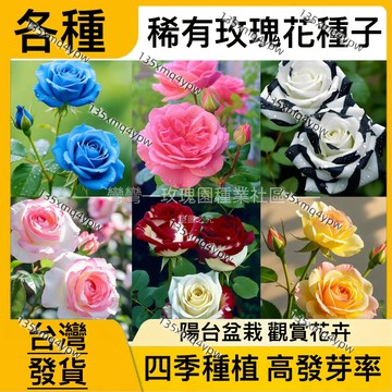 ✨蝦皮熱銷✨玫瑰花種子（250粒）七彩玫瑰 稀有品種 玫瑰種子 超低價 室內外盆栽綠植 超美 超優 【超高發芽率】