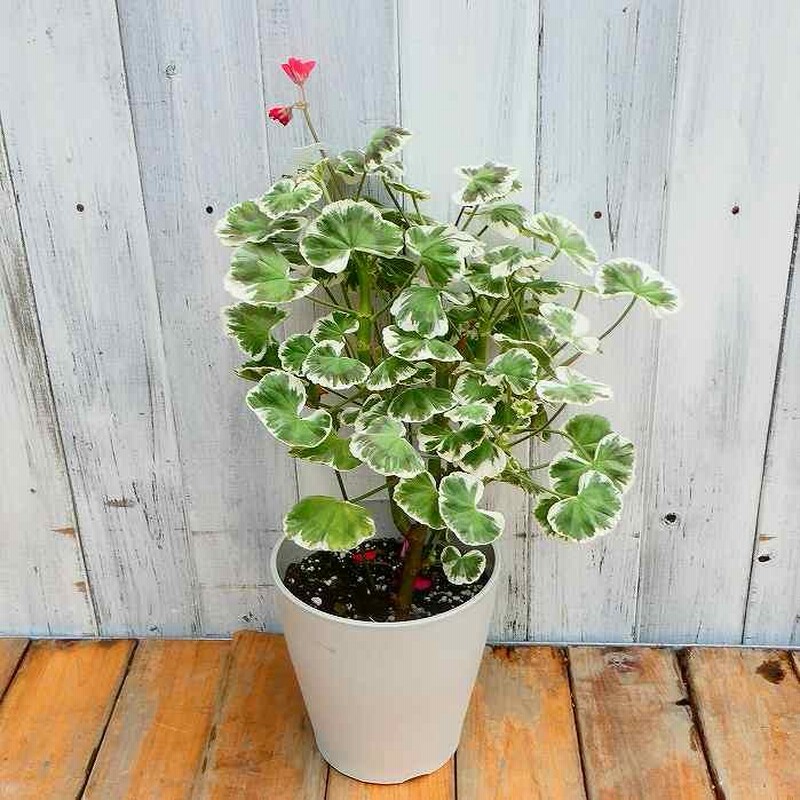 【30％OFF】 ゼラニウム 5号鉢 八重咲き 斑入り ウィルヘルムラングース その他観葉植物