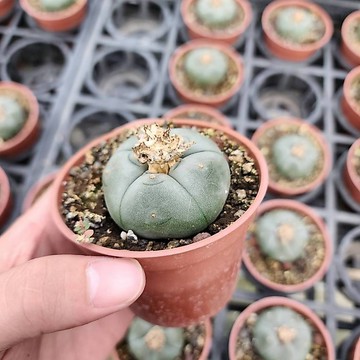 P老闆園藝~烏羽玉 3吋方盆 仙人掌 多肉植物
