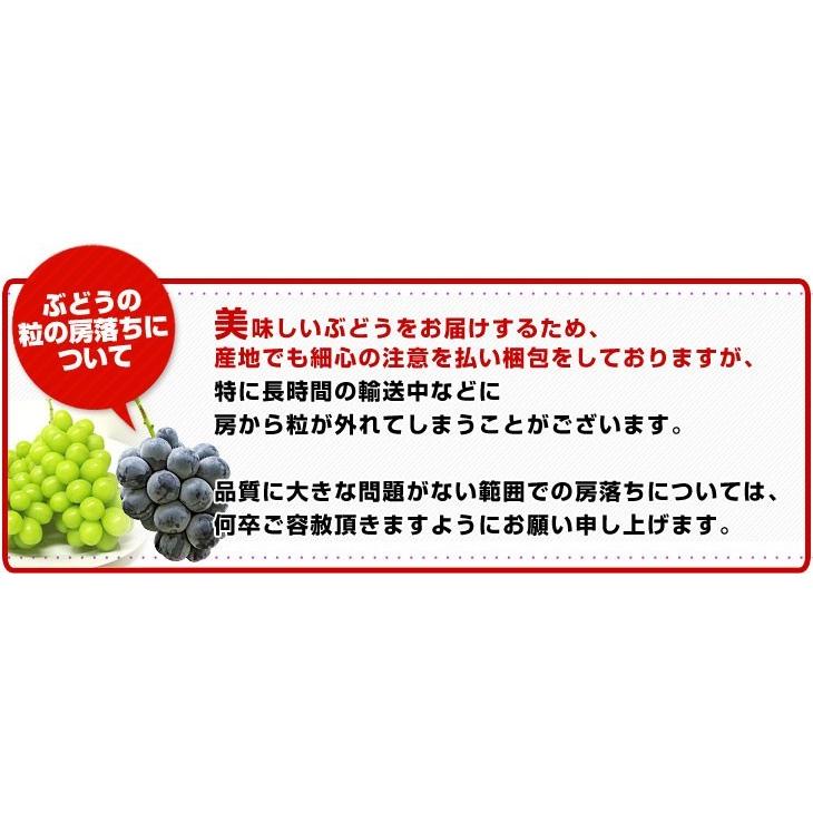 長野県産 シャインマスカット　約1キロ（2房）送料無料 ぶどう ブドウ 種なしぶどう　市場発送 御歳暮 お歳暮 ギフト