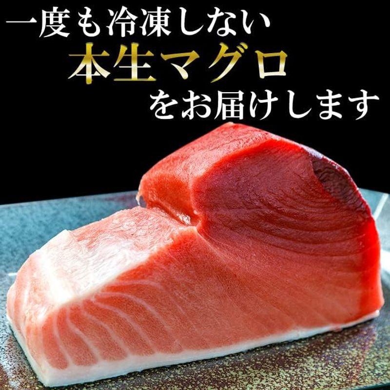 本マグロ 伊勢まぐろ 500g 板柵(2?3柵) 4~6人前 大トロ 中トロ 赤身 チルド発送 鮪 刺身用 生食用 国産 三重県 南伊勢町