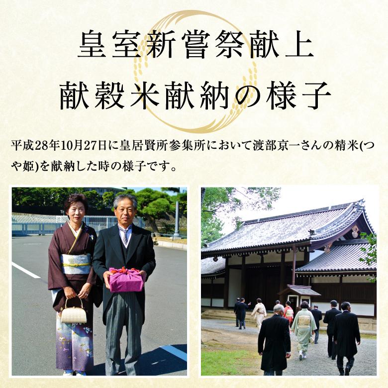 米 新米 つや姫 5kg 減農薬 山形県産 お米 白米 令和5年産 特A米 特別栽培米 上和田米