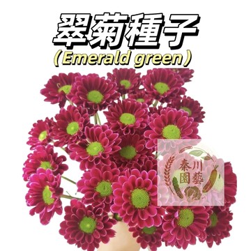 嘉義現貨 （40款翠菊種子）重瓣翠菊種子 四季種植  矮桿 陽臺 庭院 盆栽 易活 花草 花卉種子 超低價