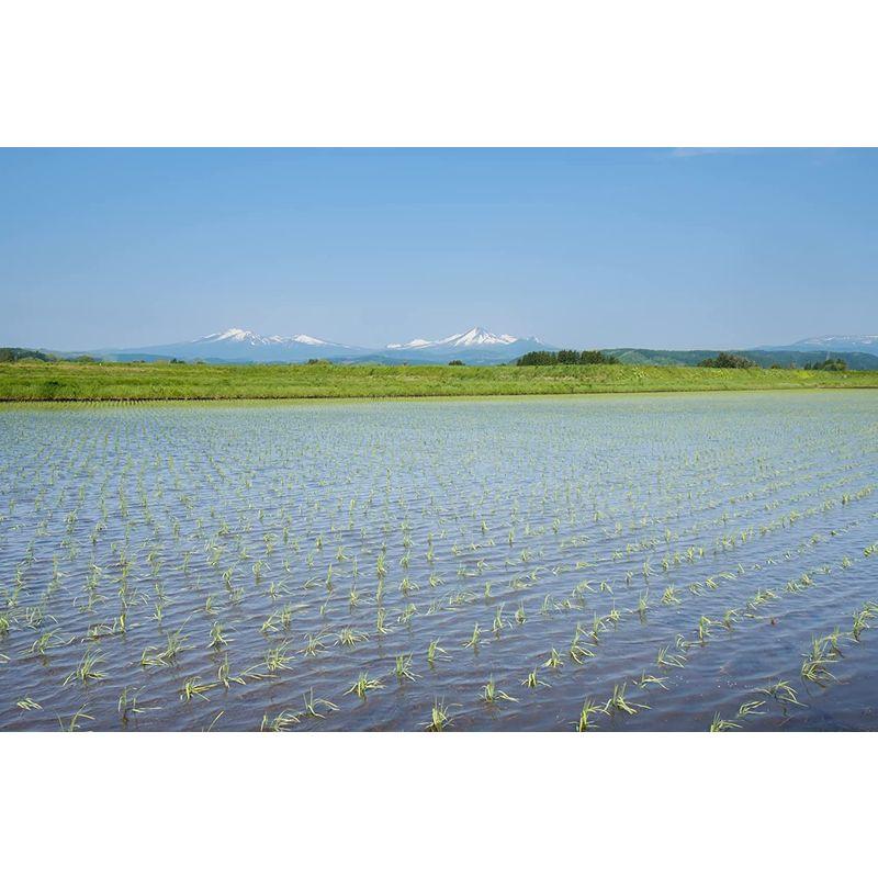 精米青森県産 無洗米 青天の霹靂 5kg