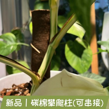 新品｜碳棉攀爬棒(可串接)｜斑啾植選｜免束帶｜免螺絲｜保濕攀爬棒｜水苔棒｜水苔網｜氣根攀爬｜爬藤植物｜蔓綠絨｜龜背芋