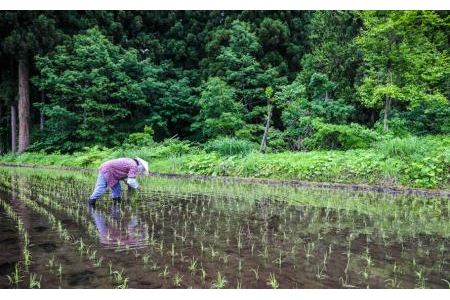 県認証 魚沼津南産新之助 10kg 産地限定！農家直送