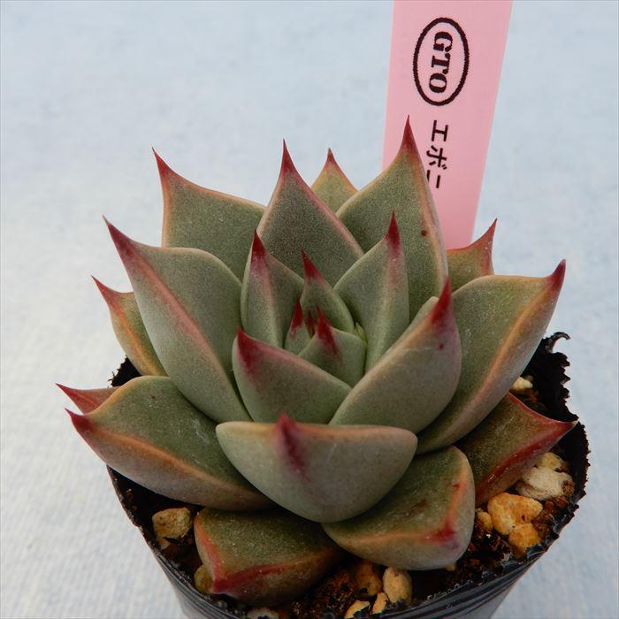 多肉植物 エケベリア エボニー×purpusorum 6cmポット 観葉植物 インテリア GTO | LINEブランドカタログ