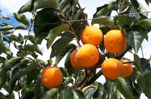 [最短順次発送]   輝太郎柿 きたろう 鳥取県産 2Ｌ3Ｌ大玉 2kg箱 鳥取県のブランド甘柿 化粧箱 柿