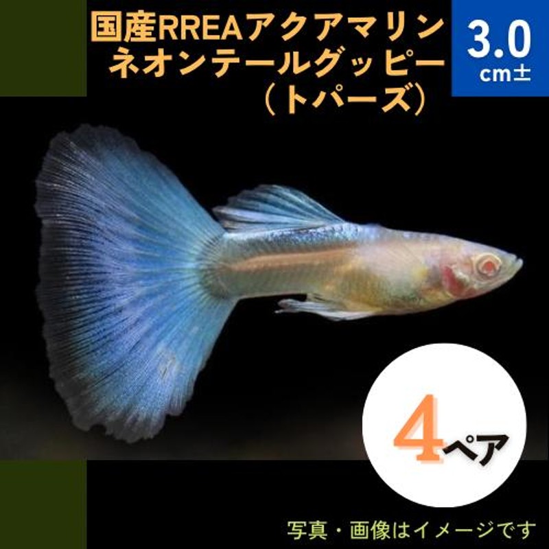 ２ペア 国産 RREA アクアマリンレッドテール グッピー(パンジー) 雄雌 ２から３ＣＭ 淡水魚 熱帯魚 生体 即決 ８０サイズ関東送料８７３円