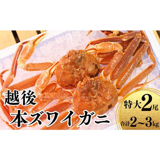 ふるさと納税 新潟県 糸魚川市 〈期間限定〉越後 本ズワイガニ 特大2尾 計2〜3kg 姿 糸魚川産 浜茹で 鮮度が命！茹でたて直送 ずわいがに かに 蟹 魚正 国産 …