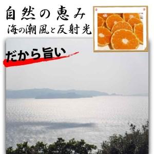 ふるさと納税 はるみ みかん オレンジ 8kg 和歌山県産ご家庭用 和歌山県有田川町