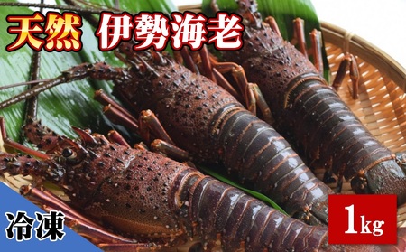 天然 伊勢海老 1.0kg（2～4尾） 黒潮町 ［1083］