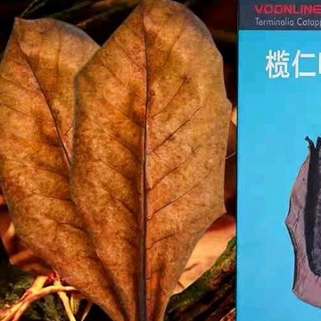 威爾森 沃韋朗魚缸欖仁葉(一片散裝)降酸調節PH值 天然黑水  魚缸裝飾 爬蟲窩鋪底 懶人葉水族橄欖葉鬥魚烏龜穩定水質