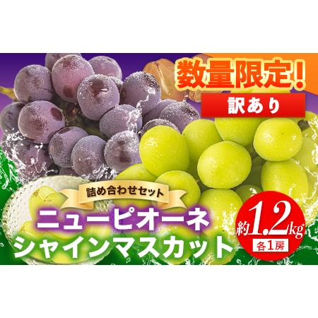 ふるさと納税 岡山県産 訳あり ニューピオーネ シャインマスカット 詰め合わせ 約1.2kg 2房 《9月中旬〜11月中旬頃に順次.. 岡山県矢掛町