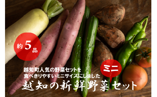 越知産市の季節の野菜ミニセット　産地直送　旬野菜