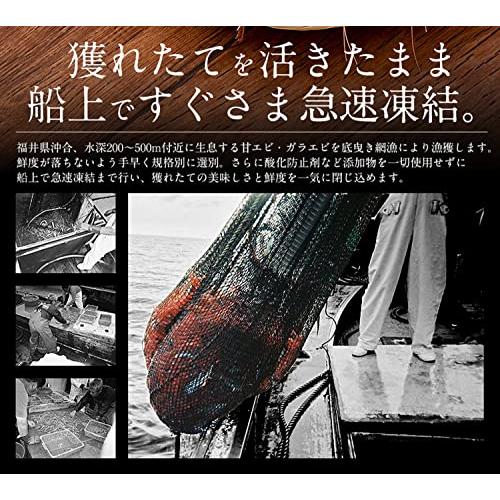 港ダイニングしおそう がらえび 500g（約35尾入り） 越前産 ガラエビ えび エビ 海老 冷凍 冷凍えび 冷凍エビ 冷凍海老 国産 お刺身 贈り物