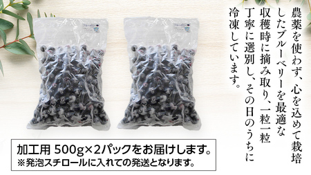  つくばみらい市 産 冷凍 ブルーベリー 1kg 500g ×2パック 国産 農薬無使用 自家農場 果物 就労継続支援 フルーツ おいしい 冷凍ブルーベリー フリーズ