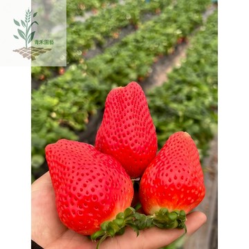 青禾園藝（天仙醉草莓種子）CM-23 老品種草莓~長型大果型~香味濃郁~甜度高盆栽水果種子