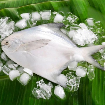 【華得水產】鮮嫩野生白鯧魚16尾組(300-380G/尾)