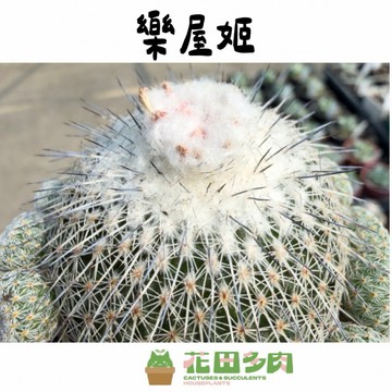 《花田多肉》🌵【樂屋姬】 3吋盆 多肉植物/仙人掌/多肉/戶外植物/開花/園藝/盆栽/防小人/抗輻射/綠化