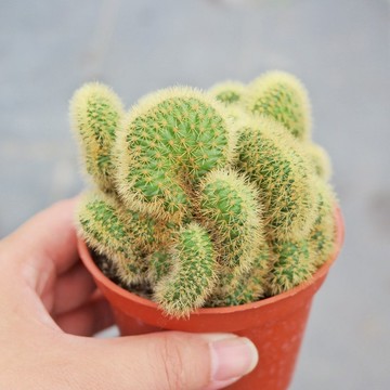 【荳荳多肉】【金鈕綴化】喬遷│送禮│升遷│多肉植物