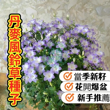 蝦皮熱銷【丹麥風鈴草種子】多年生易種 爆花成串藍紫粉白混色 陽台盆栽庭院花卉 新手推薦