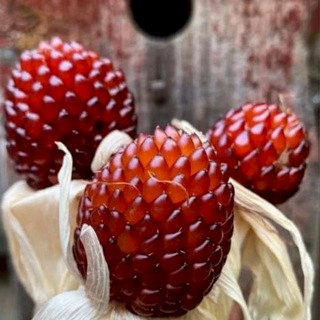 現貨【草莓玉米種子】（50粒）多款玉米種子大全 白龍王 水果玉米 草莓玉米種子 高產 菠蘿玉米 奶油玉米種子 四季種植