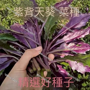 現貨 紅鳳菜種子（750粒）四季種植 紫背菜 觀音菜 補血菜 家庭菜園 陽台種植 多年生 耐熱易種 四季可收