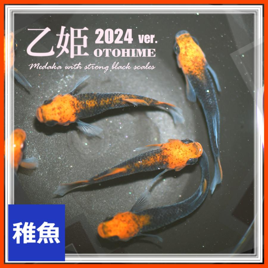 虹色　メタプラ　北海道　遠別　2025.5 採取 H-3601 イエロー・月虹 ヒカリ体型 Lサイズ 1ペア
