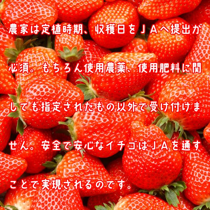 イチゴ いちご スカイベリー 配送日時指定不可 栃木県産 ２パックセット  熨斗対応 クール送料無料 冷蔵便 スカイ2P