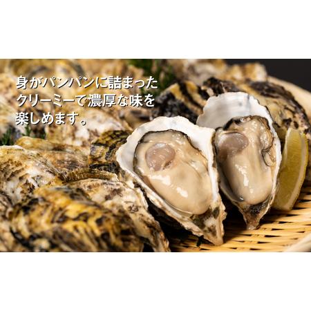 ふるさと納税  牡蠣 鏡オイスター 生食用 1.5kg (約20-25個) オイスター 惣菜  熊本県八代市