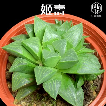 [狂買園藝] 多肉植物 姬壽 3寸盆 /百合科/仙人掌/送禮小物/婚禮小物