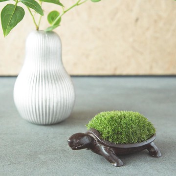 盆景 烏龜（無青草）