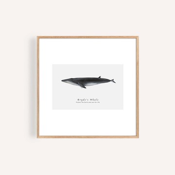 布氏鯨 海洋掛畫 / 正方形 畫芯 海報 無框畫 裝飾畫