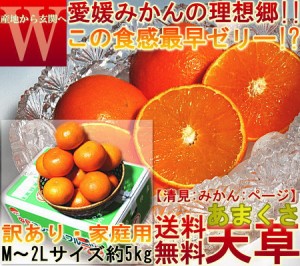 産地直送 天草オレンジ あまくさ 約5kg 愛媛県産 訳あり品 果汁豊富でとろける食感！抜群の鮮度と濃厚な甘さ