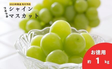 2024年発送 先行予約 粒粒シャインマスカット約1kg 訳あり 産地直送  長野 おすすめ フルーツ ぶどう シャインマスカット