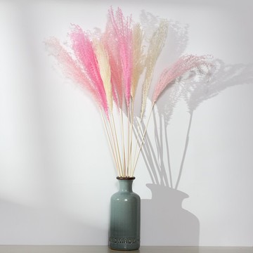 蒲葦干花ins花束出口粉色羽毛蘆葦 客廳裝飾 婚慶拍攝道具1入